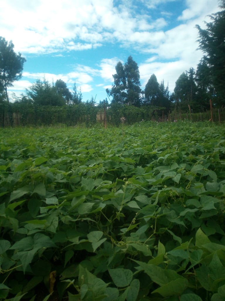 How to plant healthy beans in Kenya