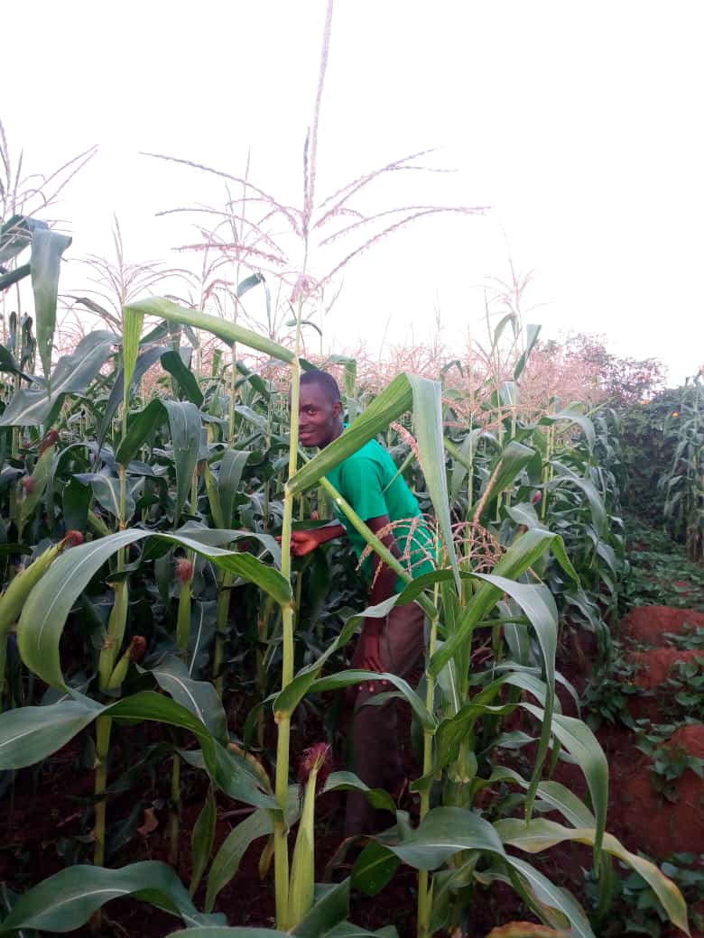 Maize farming in Kenya and it’s economic potential