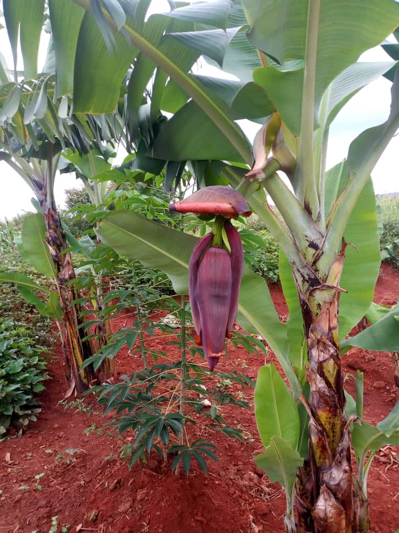 Healthy banana farming in Kenya