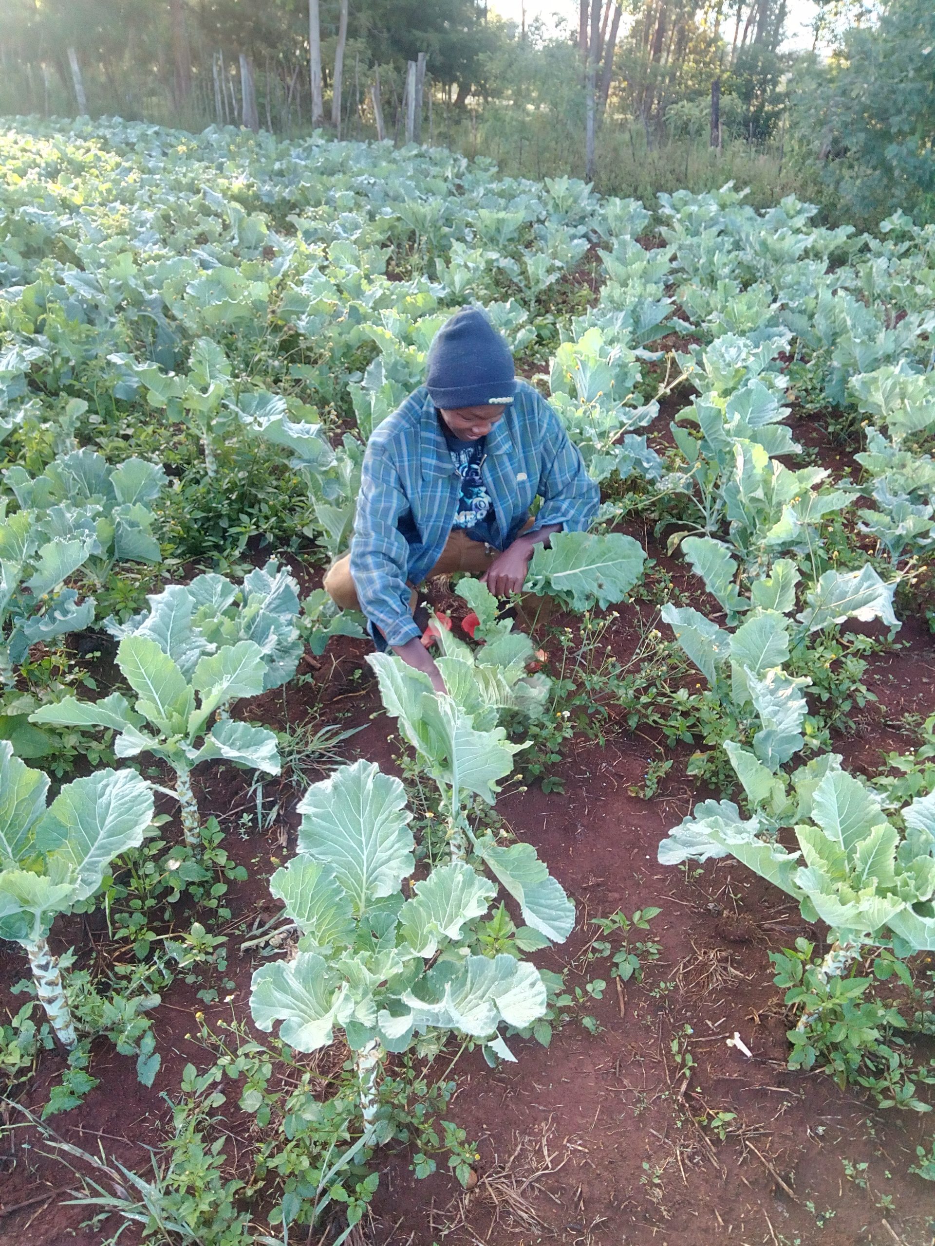 How to grow healthy sukuma wiki(kales) in Kenya