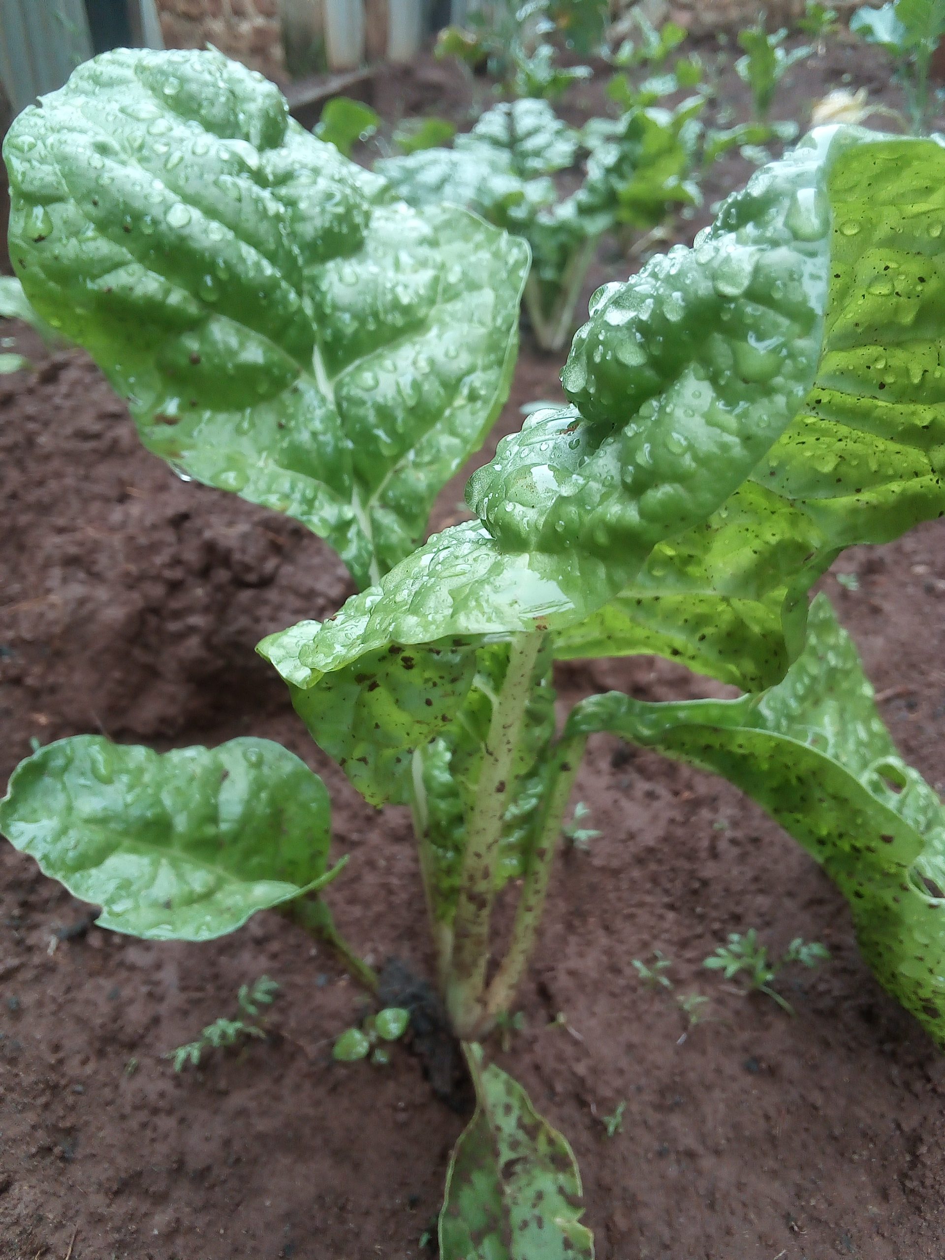 How to grow healthy spinach in Kenya