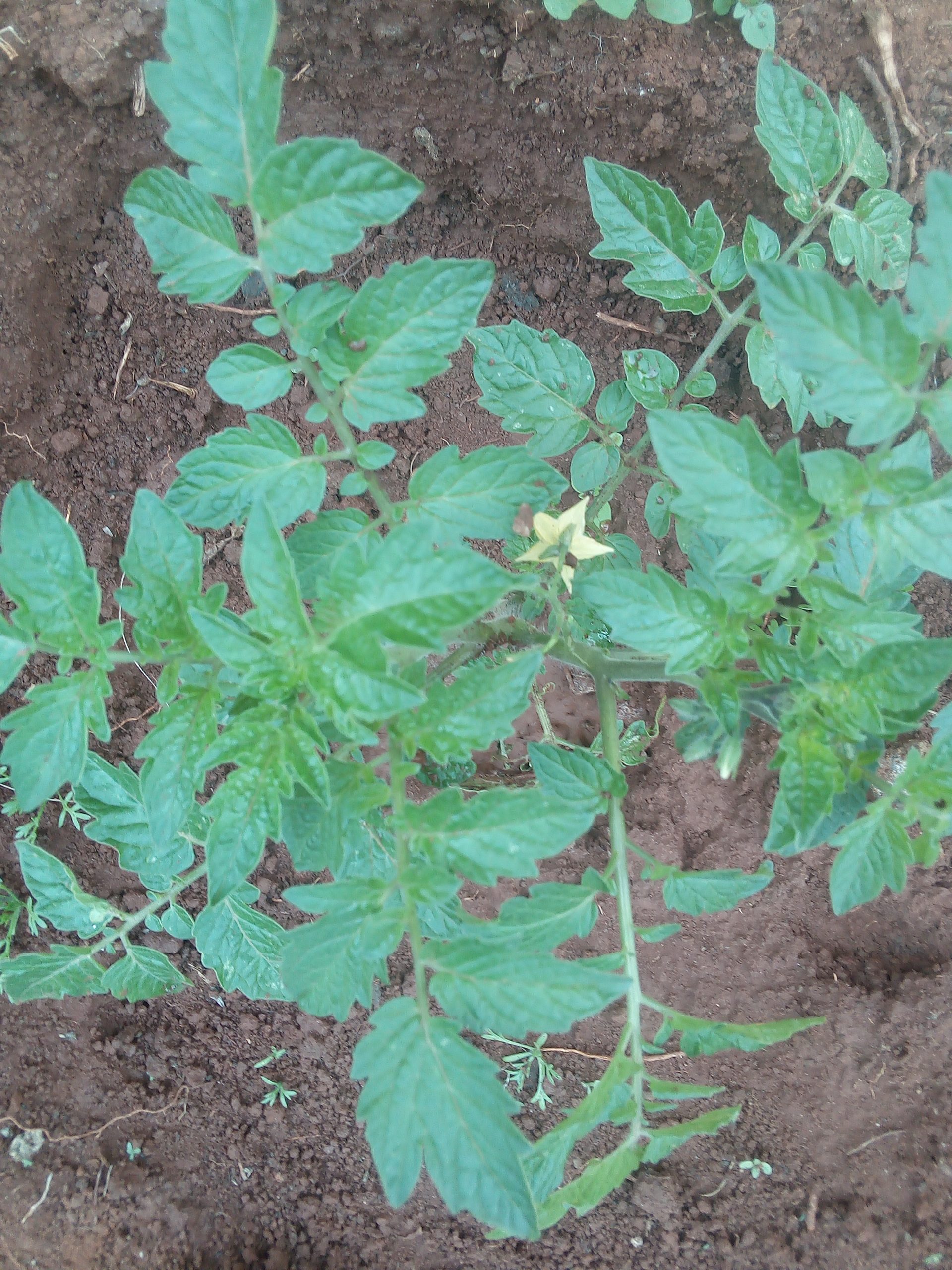 Healthy tomatoes planting in Kenya