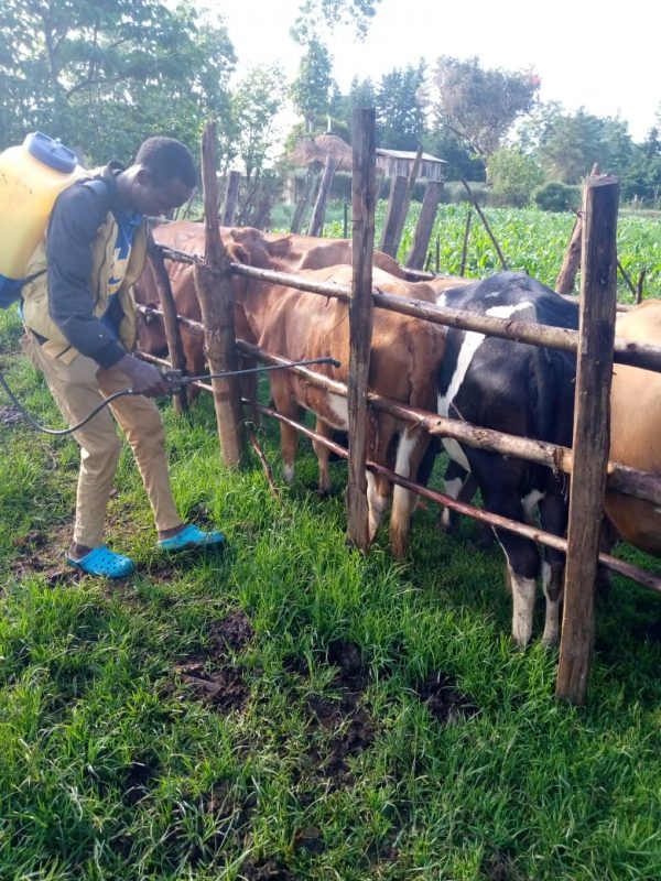 How to start dairy farming in Kenya