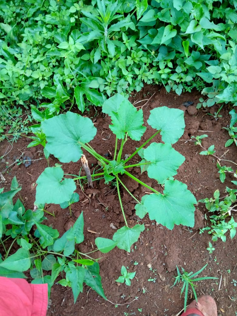 How to grow healthy courgettes (zucchini) in Kenya