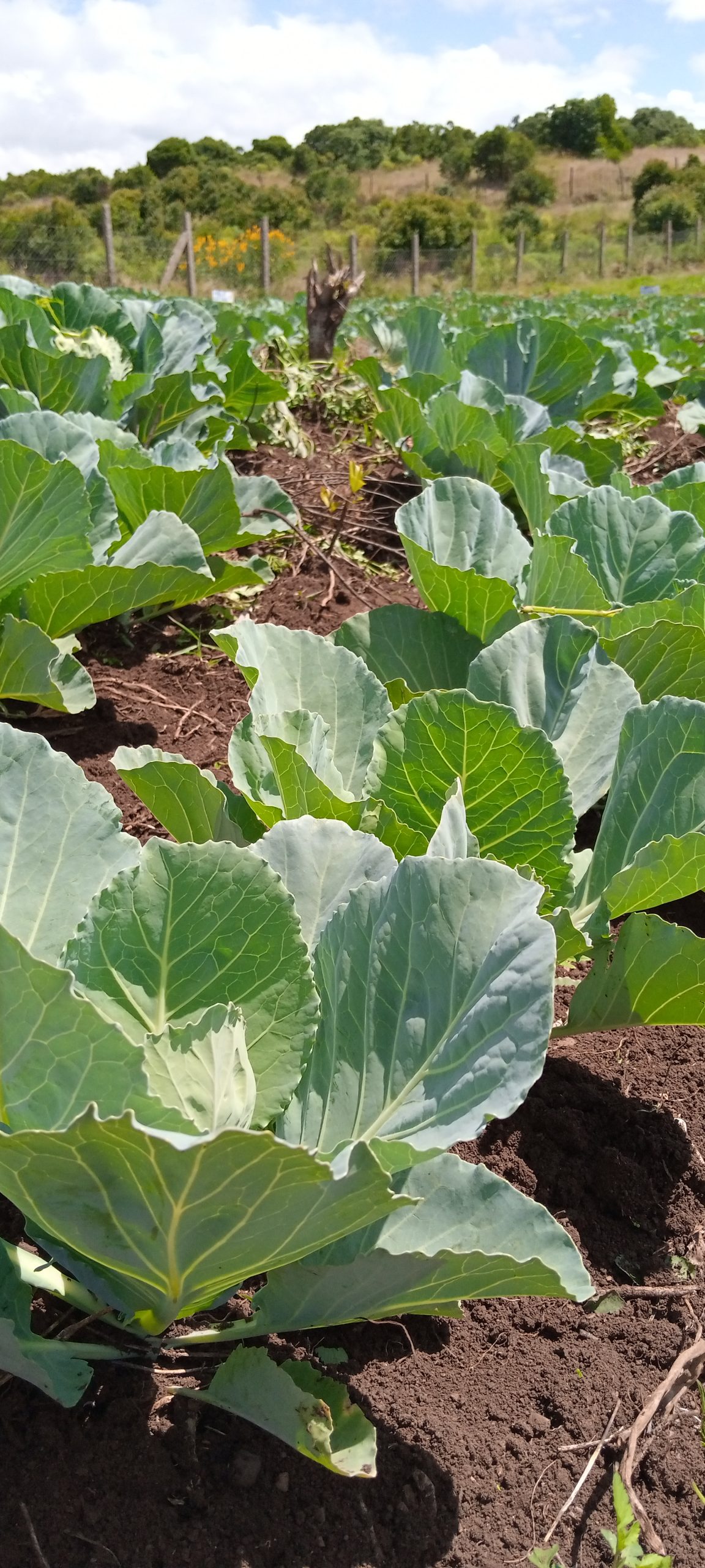 Cabbage farming in Kenya and it’s economic potential