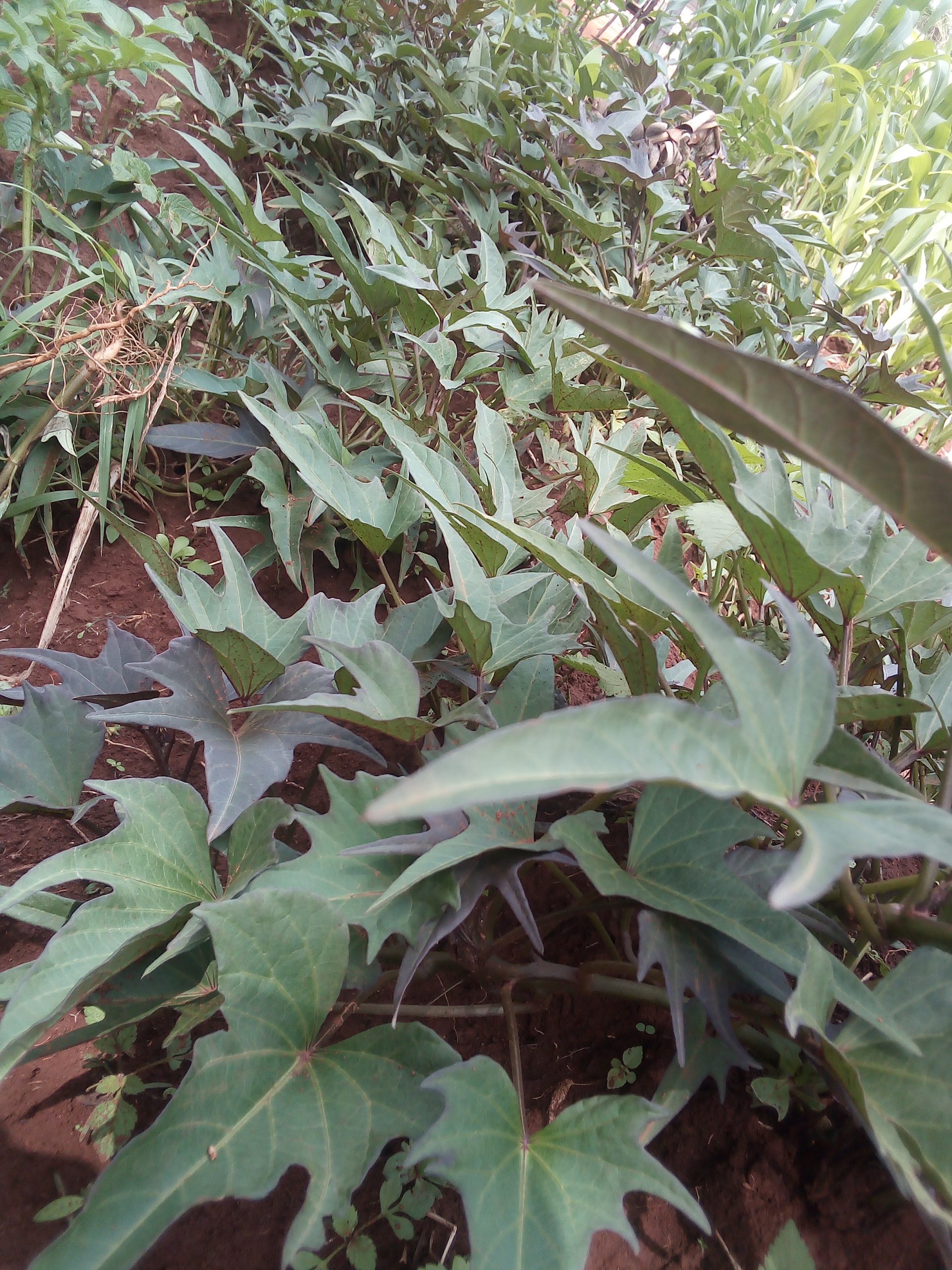 Sweet potatoes farming in Kenya