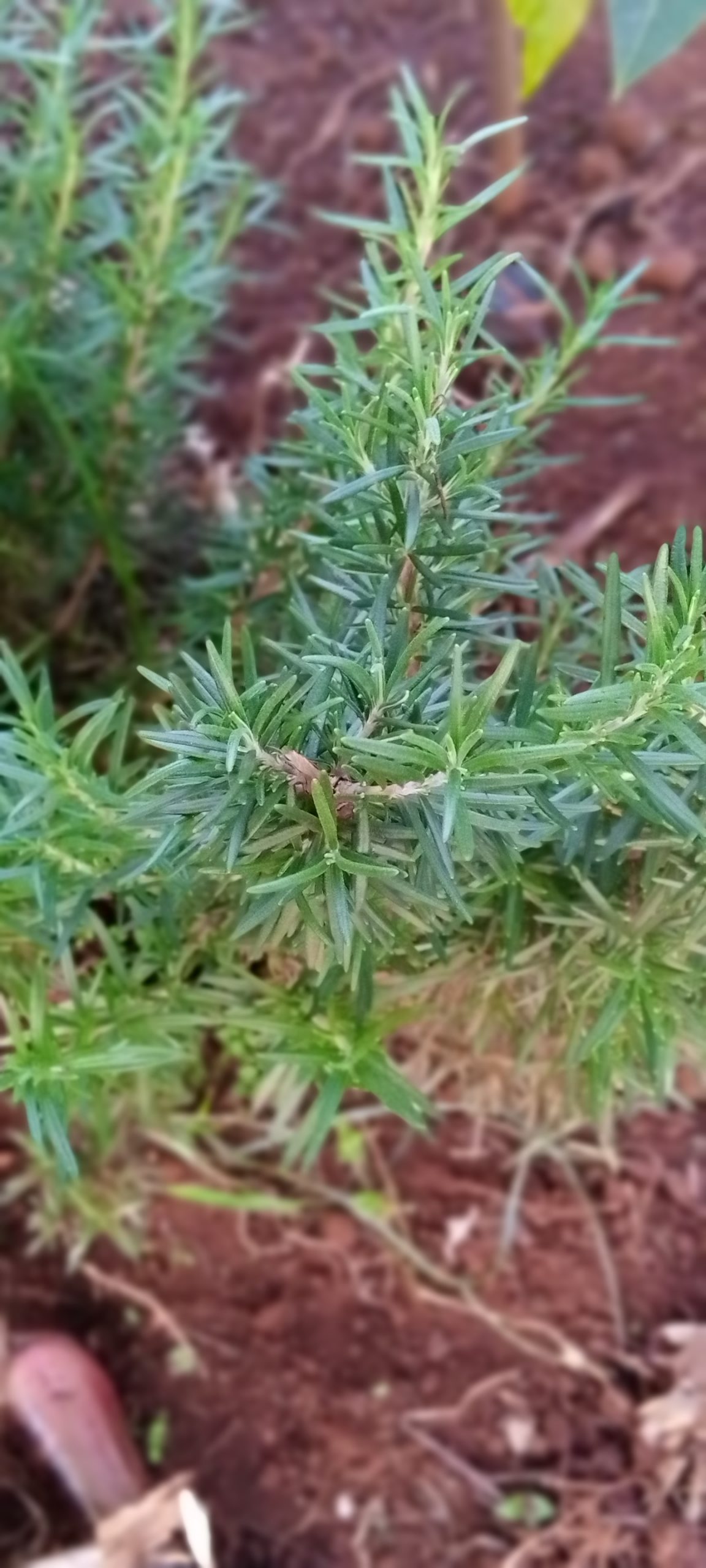 How to grow healthy Rosemary aromatic herb