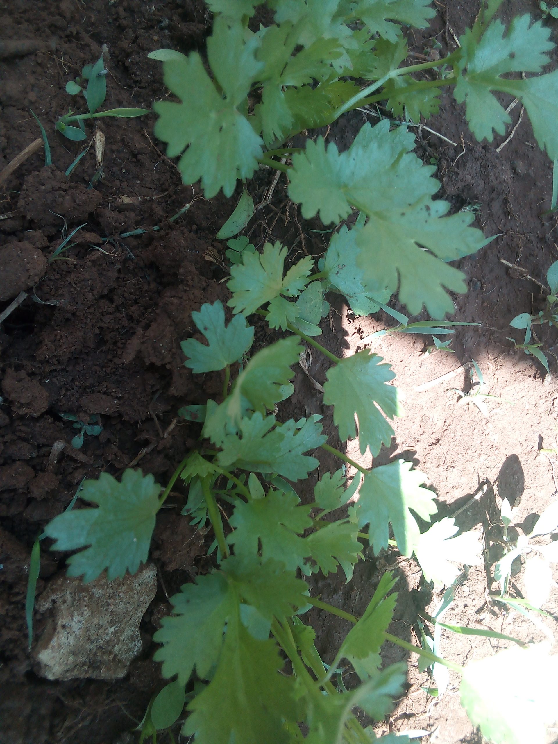 Healthy coriander (dhania) farming in Kenya