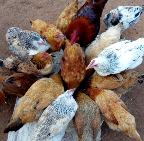 How to start poultry farming in Kenya
