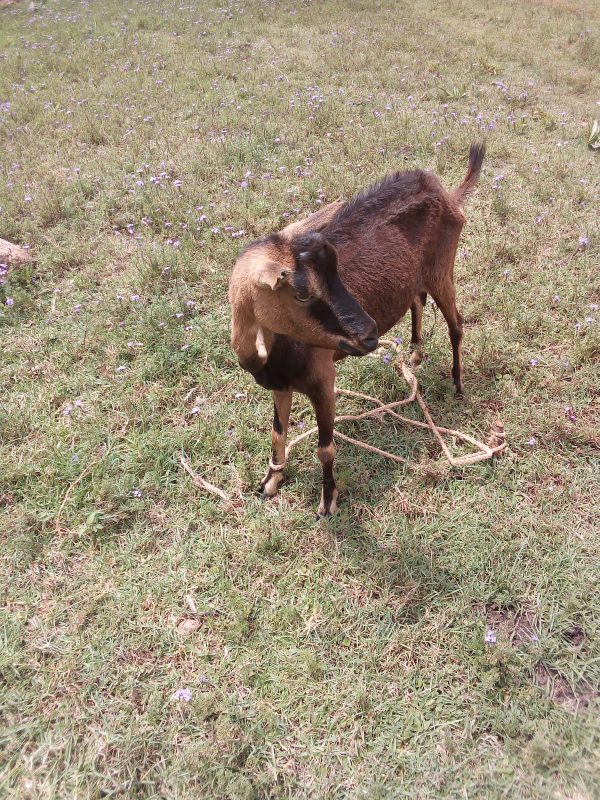How to start goat farming in Kenya